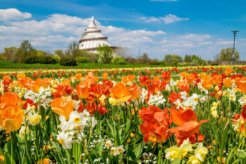 Elbauenpark Magdeburg Frühlingsblüte