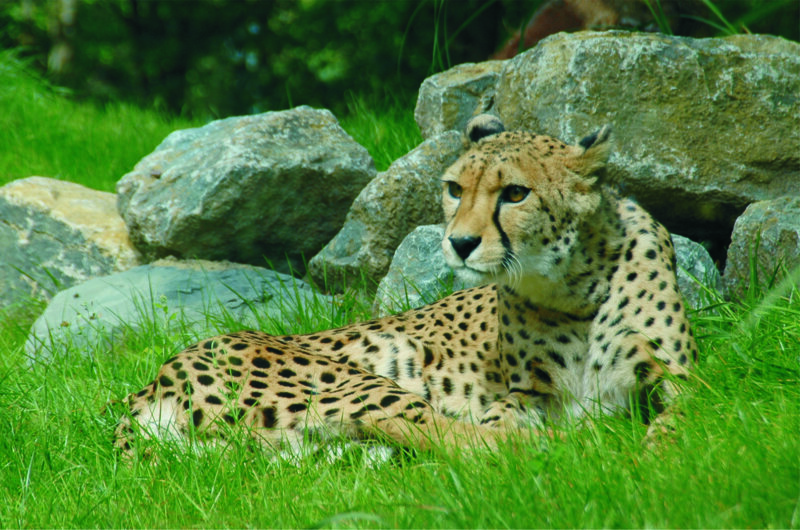 Gepard im Thüringer Zoopark Erfurt