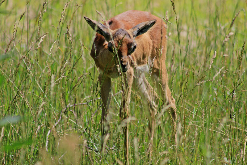 Giraffengazelle im Tierpark Berlin