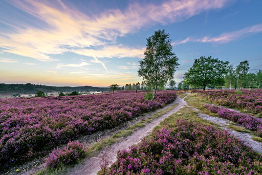 Das Naturschutzgebiet  Lüneburger Heide
