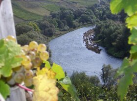 Moselreben ©Trier Tourismus und Marketing GmbH