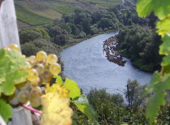 Moselreben ©Trier Tourismus und Marketing GmbH