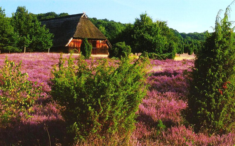 Schafstall in der Lüneburger Heide mit Heidschnucken