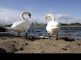 Schwäne C Landeshauptstadt Mainz