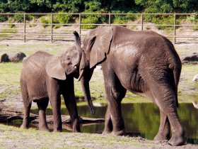 19-Serengeti-Safari (Elefant)