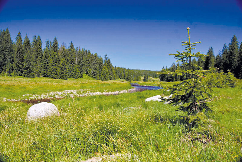 Urwald und Naturlandschaft im Böhmerwald Nationalpark Šumava